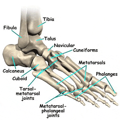 Metatarsophalangeal joints