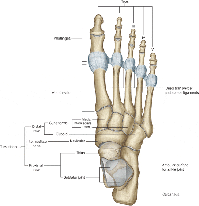 foot anatomy