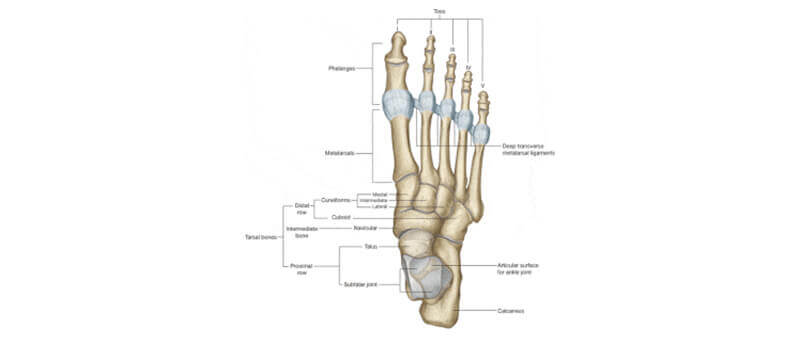 foot anatomy